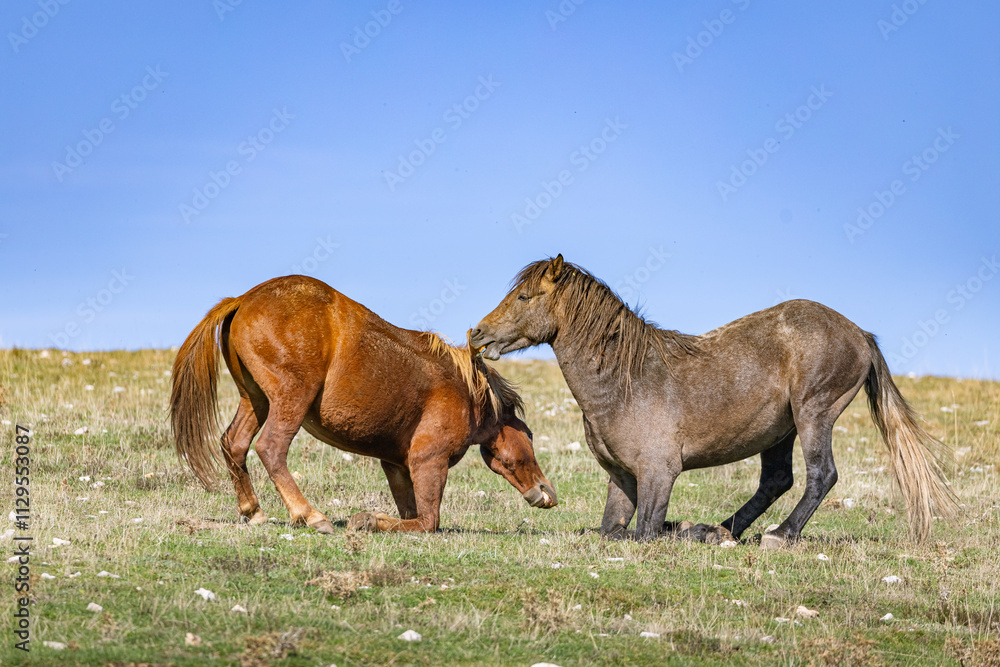 Two wild male horses fighting on the pasture on the mountain plane Krug over the Bosnian city of Livno