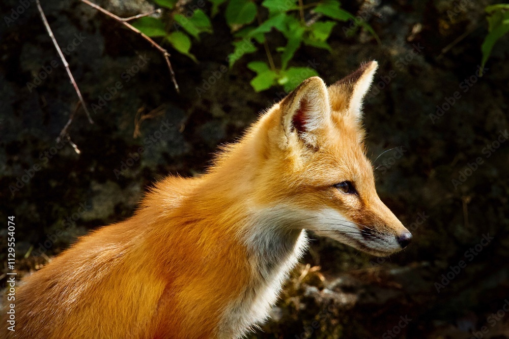 Fototapeta premium red fox