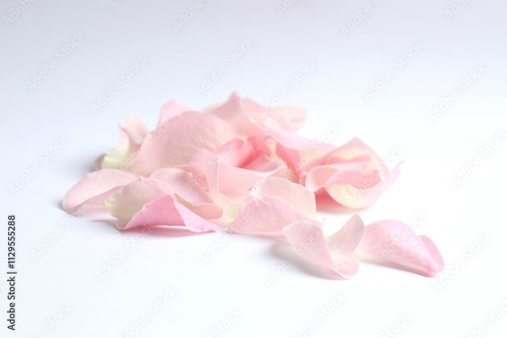 Fototapeta premium Pink rose petals on a white background