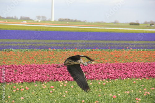 tulip field with heron