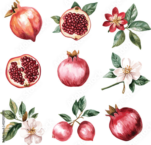 vector collection of pomegranate branches with flowers. pomegranate set. illustration vector set