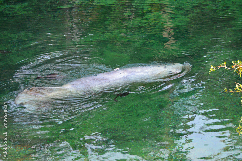 Obraz premium A manatee rolls in the water at Blue Springs State Park while a plecostamos cleans its skin. The manatee rolls to get the plecostomus off its body; it must tickle or irritate them. 