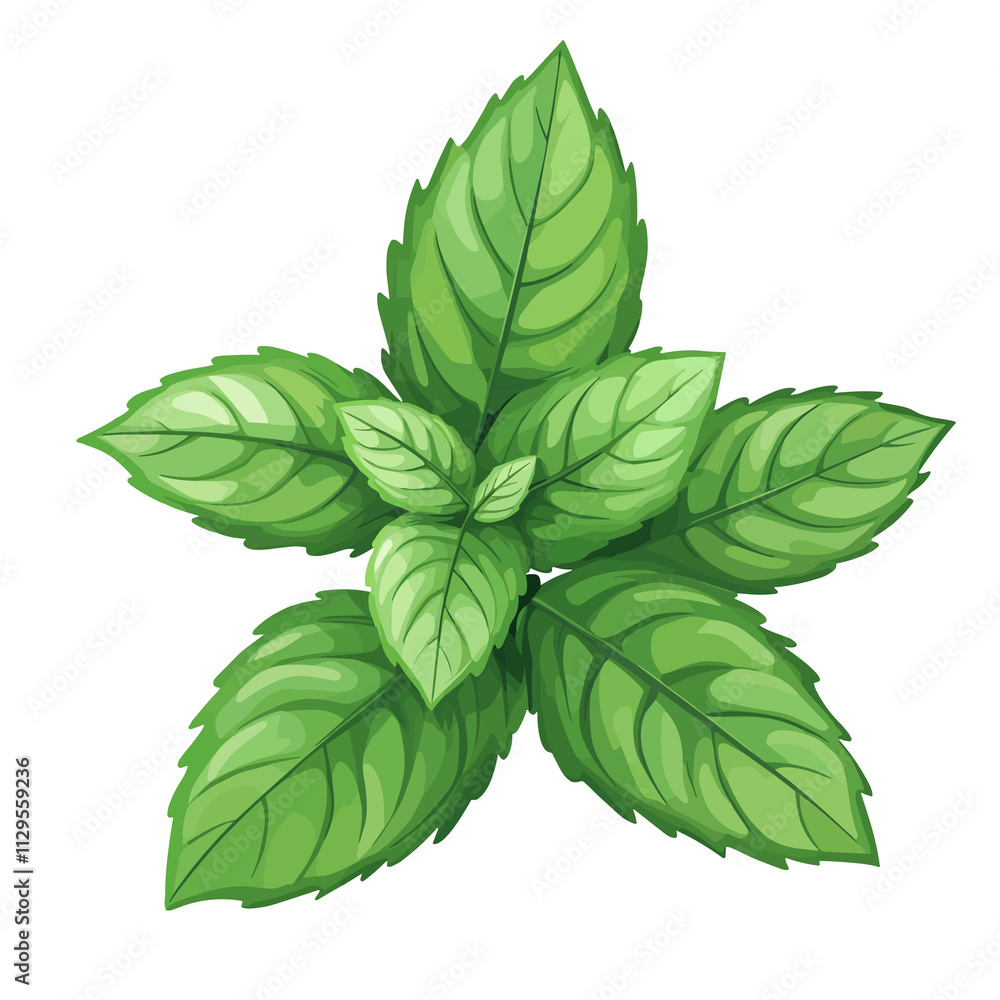 Flat clipart style illustration sketch of a mint leaf png illustration peppermint green leaves transparent background Flat clipart style illustration sketch of a mint leaf png illustration peppermint green leaves transparent background
