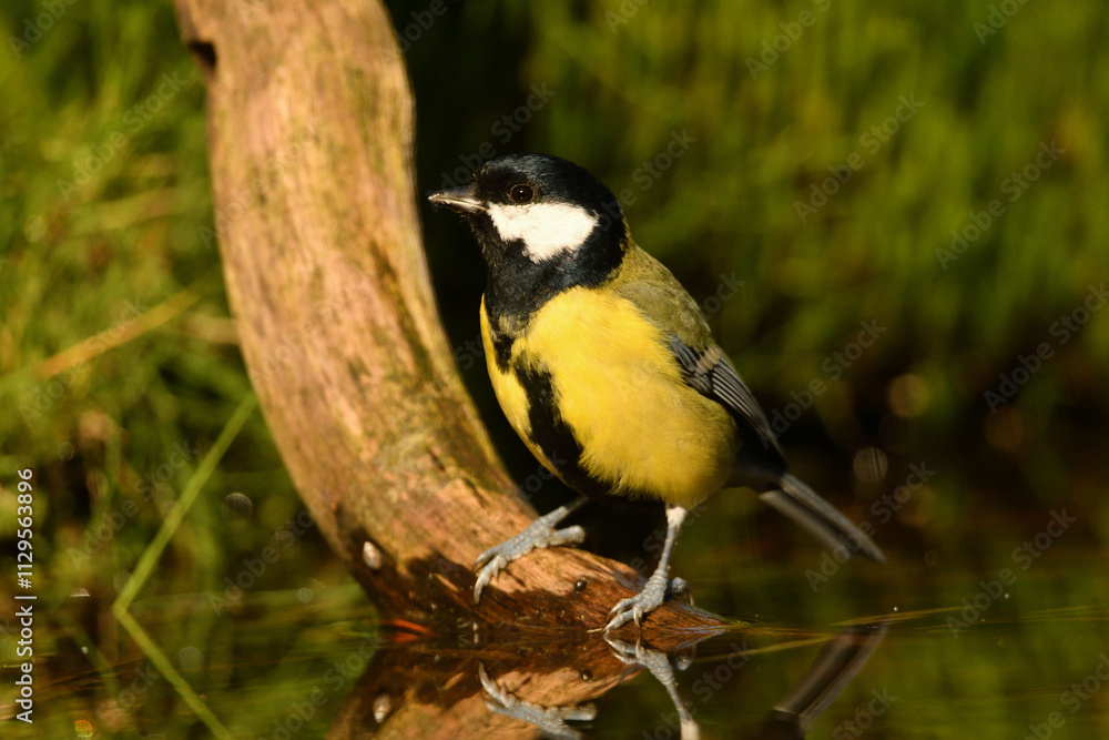 Obraz premium Kohlmeise