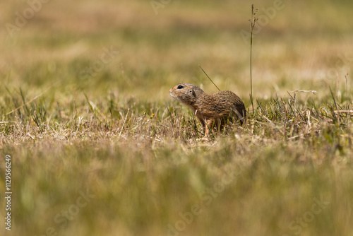 Ground squirrel is sitting on the ground and looking around