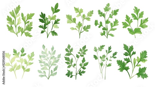 Watercolor Parsley Sprigs: A Collection of Green Herbs