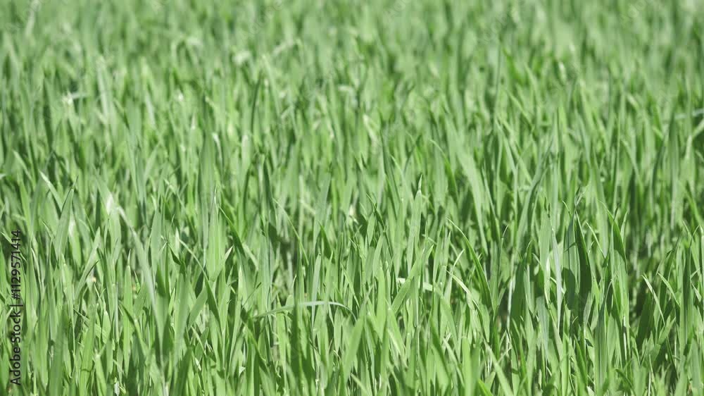 green wheat field background full screen in summer green wheat field background full screen in summer