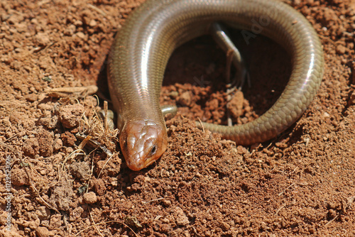 Photography Gilbert's Skink Lizard, subspecies Western Red-tailed Skink Lizard, Plestiodon g