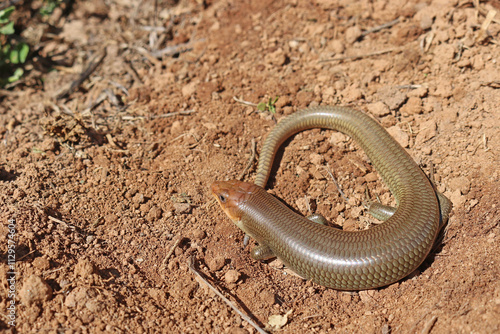 Photography Gilbert's Skink Lizard, subspecies Western Red-tailed Skink (Plestiodon gilberti
