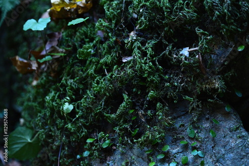 高尾山の自然09