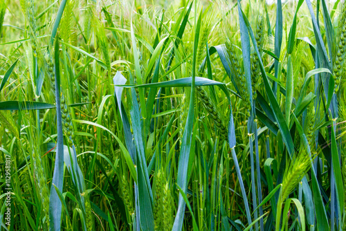 Wheat ears in a May cornfield, selective focus, natural blurred background, in Haskovo province, southern Bulgaria
 photo