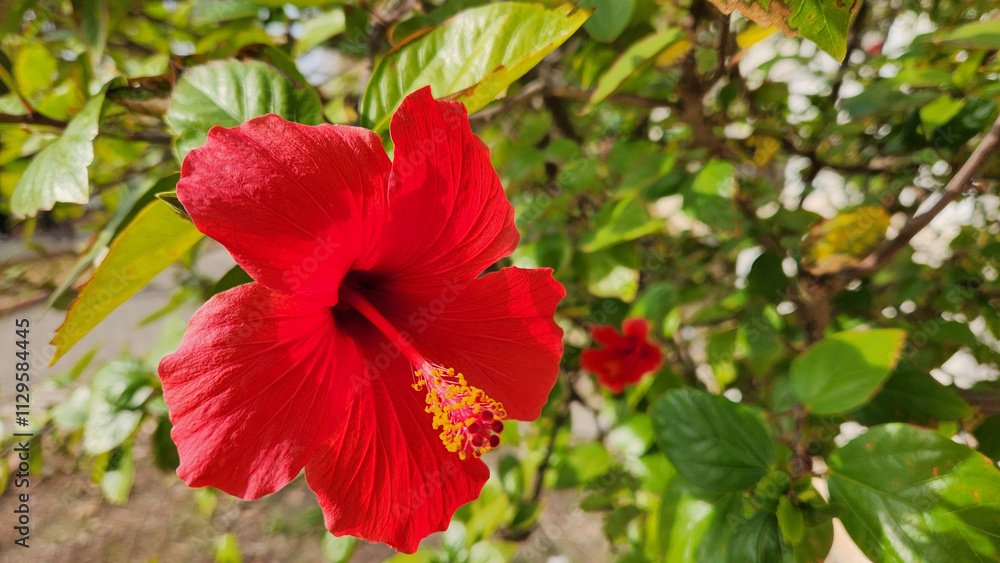 The Hibiscus rosa-sinensis, known as Chinese Hibiscus or Shoeblackplant, hailing from Asia, thrives in tropical climates. Used in herbal tea, skin care, and decoration. The Hibiscus rosa-sinensis, known as Chinese Hibiscus or Shoeblackplant, hailing from Asia, thrives in tropical climates. Used in herbal tea, skin care, and decoration.