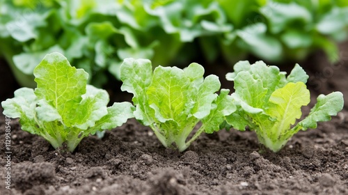 Fresh green lettuce growing in soil at a garden during daylight hours