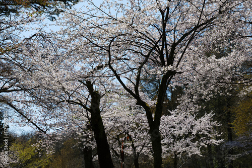 2024年満開の桜並木と車道と遊歩道