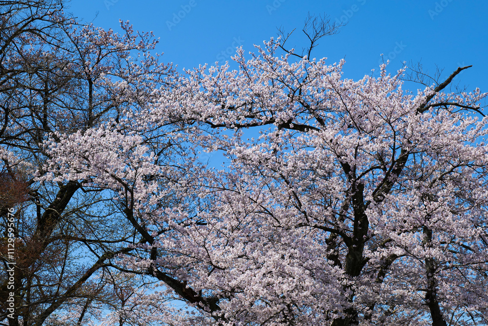 呉羽山公園満開の桜と青空