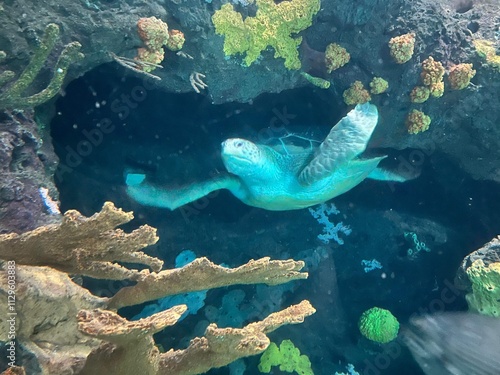 Wallpaper Mural coral reef with turtle Torontodigital.ca