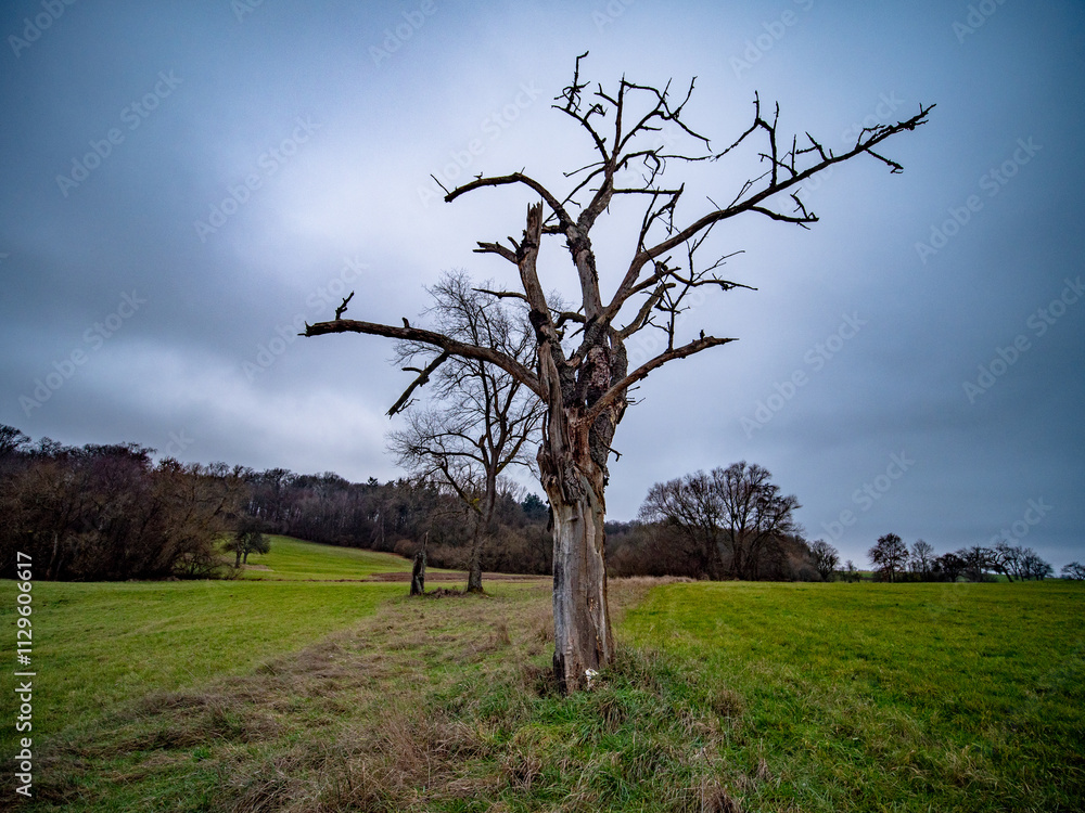 Brüchige und kahle Obstbäume im Winter Brüchige und kahle Obstbäume im Winter