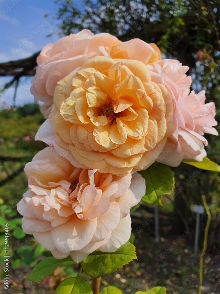 roses in garden roses in garden