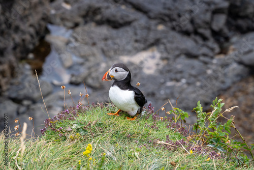 Puffin - Scotland photo