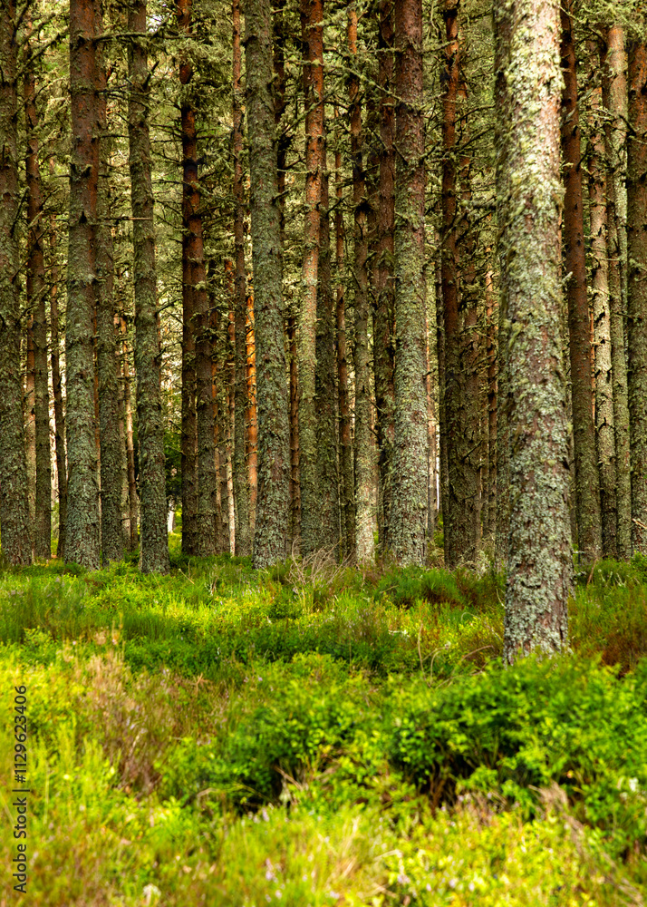 Obraz premium pine forest in the morning