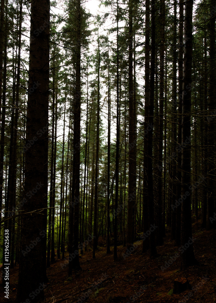 trees in the forest trees in the forest