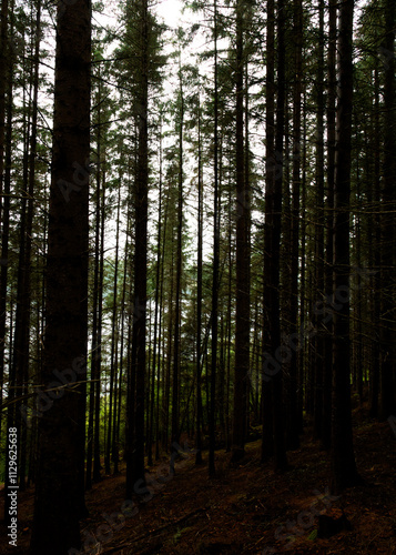 trees in the forest