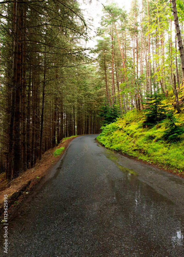 Fototapeta premium road in the forest