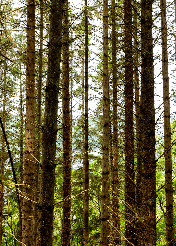 Obraz premium pine forest in the morning