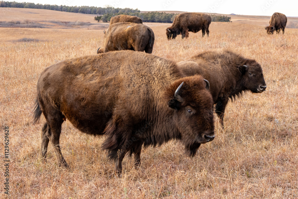 American bison with its herd on the Kansas prairie. American bison with its herd on the Kansas prairie.