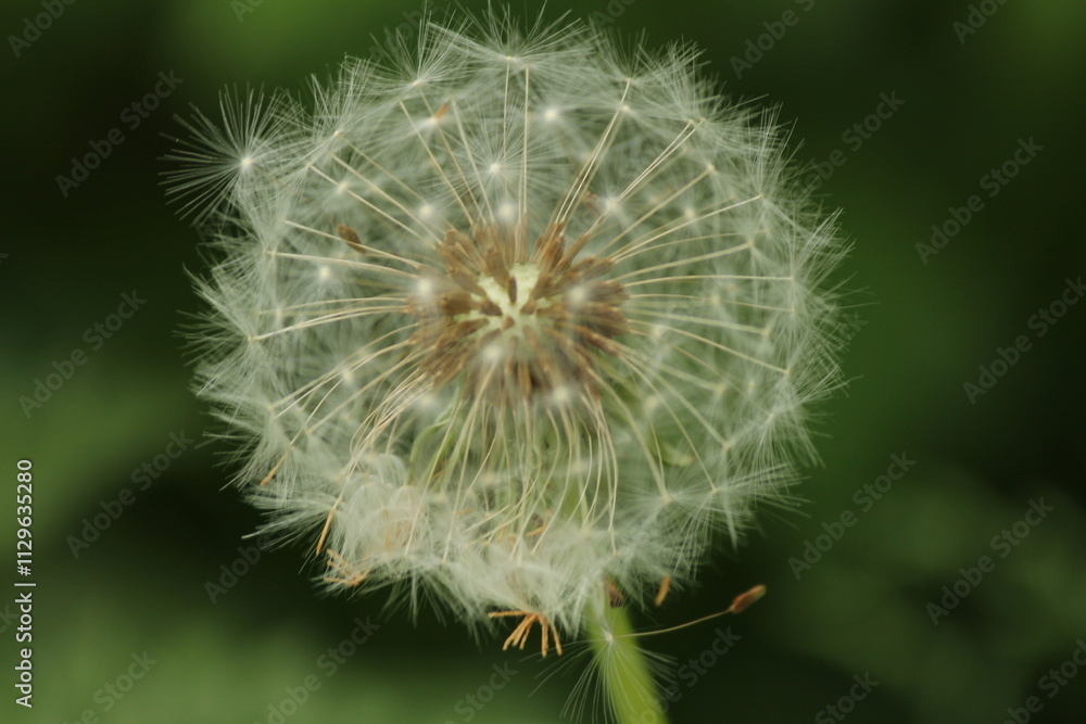 dandelion seed head dandelion seed head