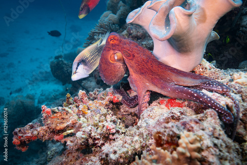 Fototapeta Naklejka Na Ścianę i Meble -  Octopus hunting for food above coral reef 