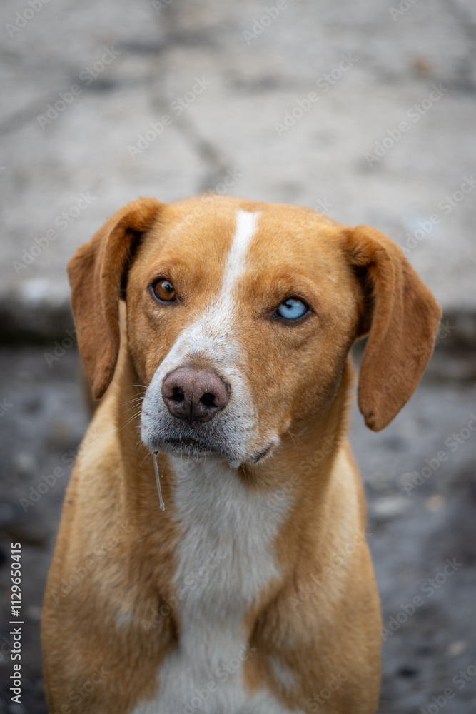 portrait of a dog portrait of a dog