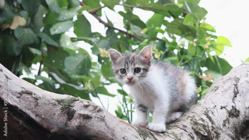 Cute kitten sitting on wood slow motion Cute kitten sitting on wood slow motion
