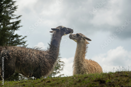 llamas in the Andean mountains of Ecuador