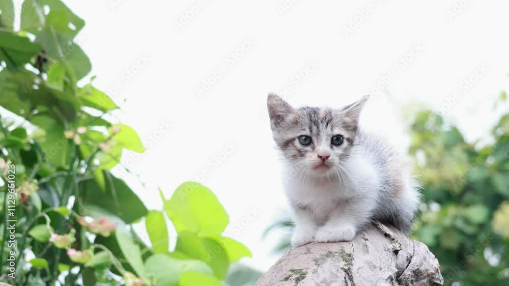 Cute kitten sitting on wood slow motion Cute kitten sitting on wood slow motion