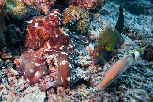 Octopus hunting for food above coral reef  photo