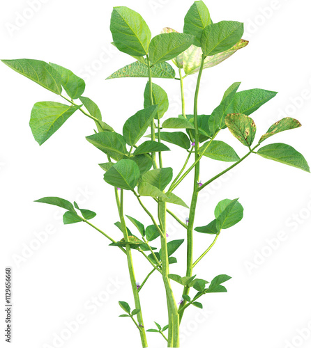 Side view of young soybean plant - Glycine