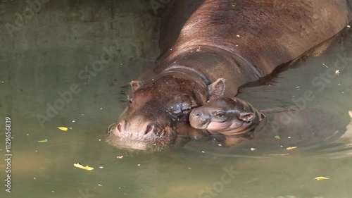 Cute baby and mother Pygmy Hippo in zoo. 