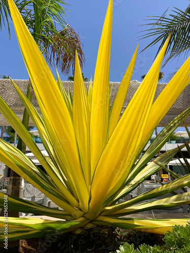 Furcraea foetida tropical succulent plant with yellow green leaves in the garden on sunny day,
Tenerife, Canary Islands,Spain.Selective focus. photo