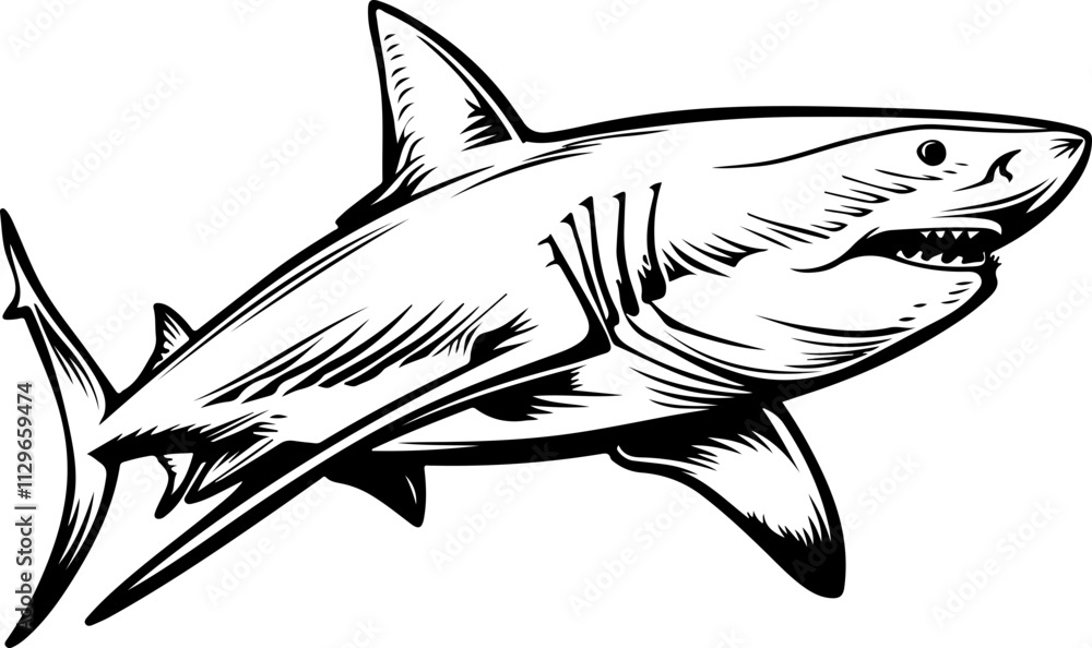 Illustration of a Shark Illustration of a Shark