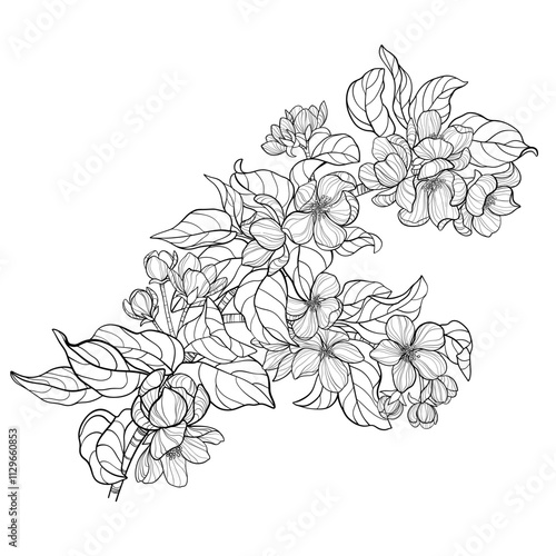 Vector apple tree branch in bloom, black and white illustration, floral composition