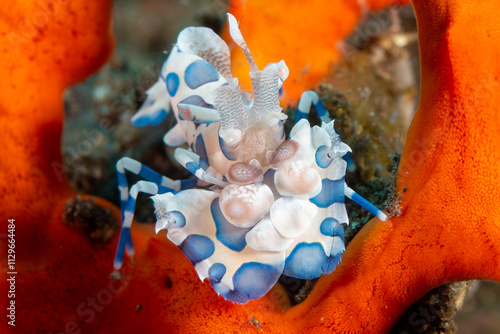 A pair of colourful Harlequin Shrimp (Hymenocera picta) on a sponge on a tropical coral reef in Asia photo