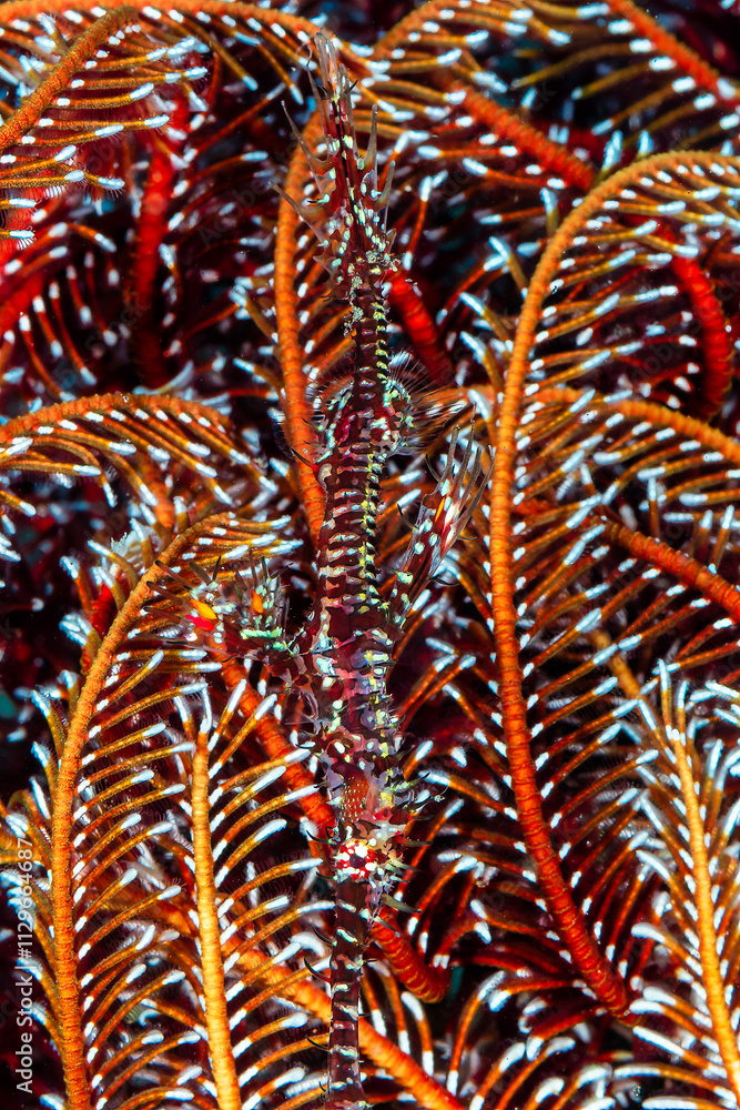 Well camouflaged Ornate Ghost Pipefish (Solenostomus paradoxus) in a soft coral on a tropical reef in Asia Well camouflaged Ornate Ghost Pipefish (Solenostomus paradoxus) in a soft coral on a tropical reef in Asia