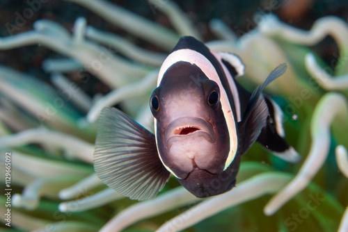 Aggressive anemonefish near its host on a tropical coral reef in the Indo-Pacific region photo