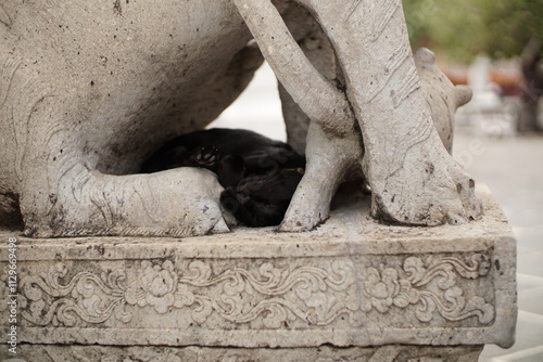 Black cat is under lion stone in temple