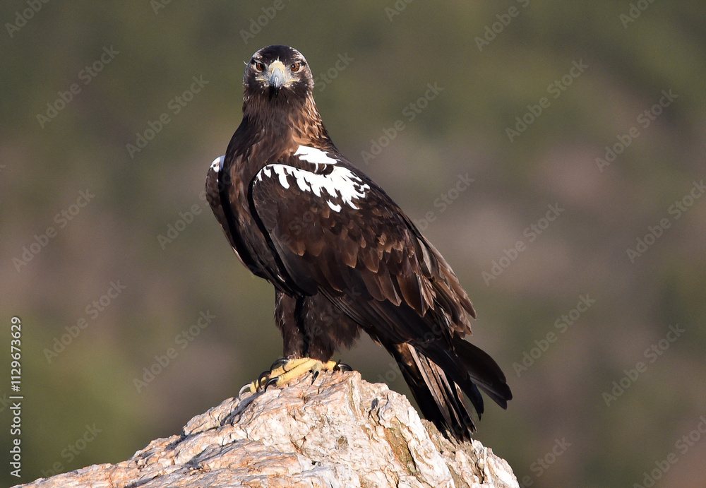 una majestuosa aguila imperial en españa