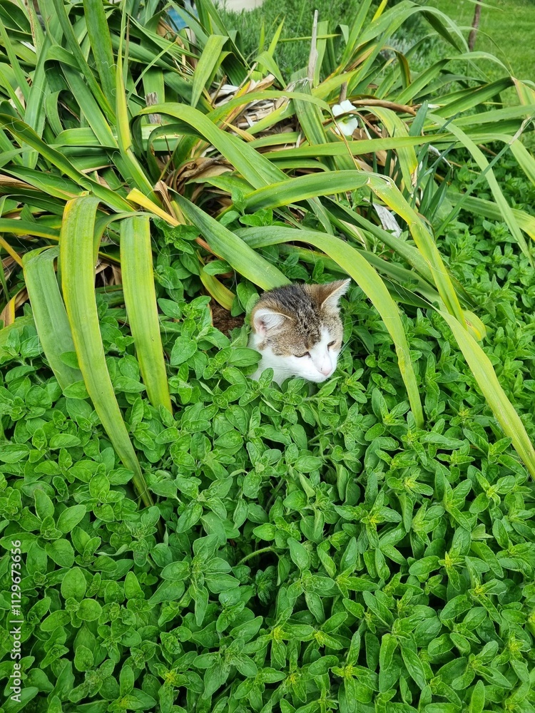 Obraz premium cat outdoors