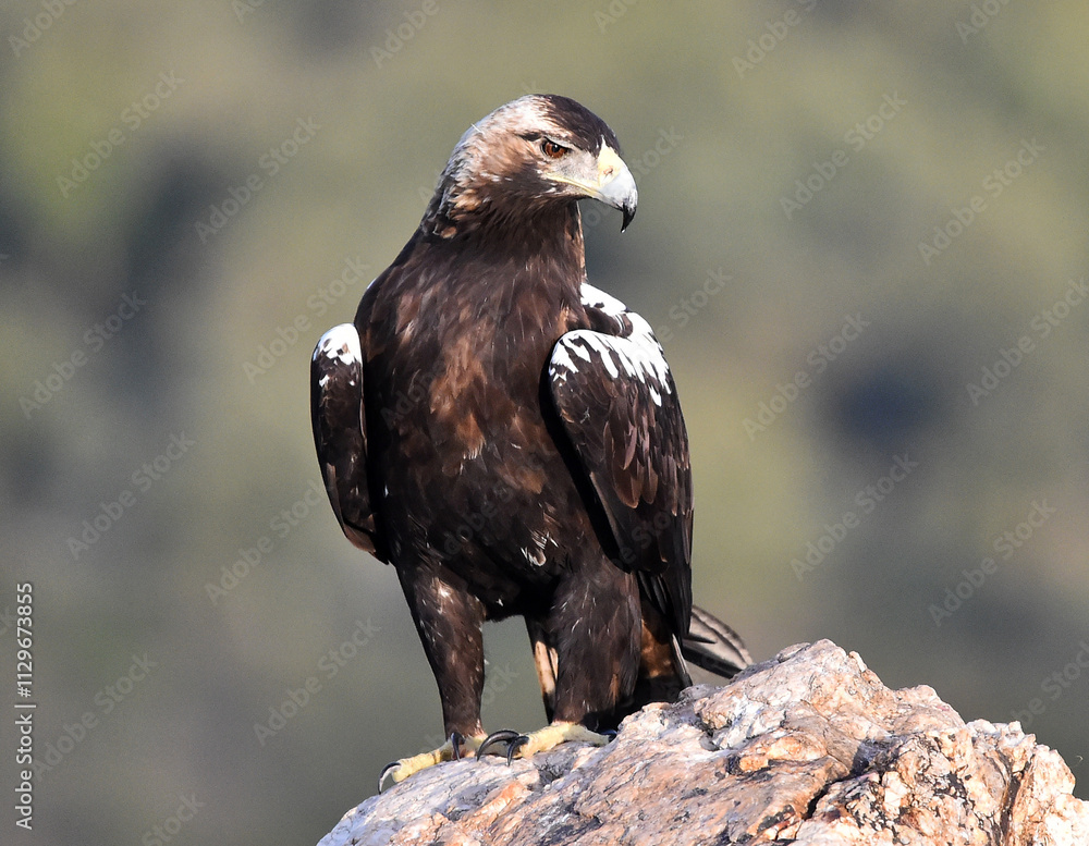 Fototapeta premium una majestuosa aguila imperial en españa