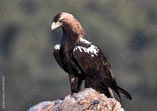 una majestuosa aguila imperial en españa photo