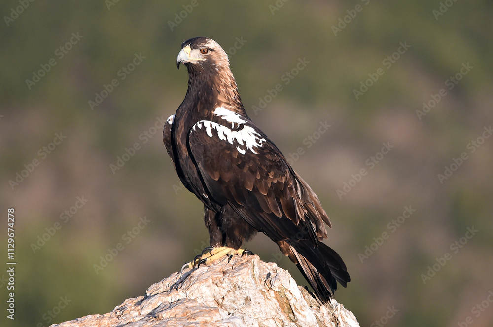 una poderosa aguila imperial en españa una poderosa aguila imperial en españa